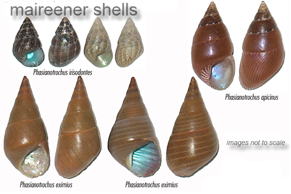 Maireener shells on sale